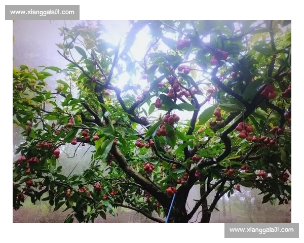 欢乐果园大比拼：谁能在限时内摘满丰收的果实